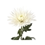 Picture of Spider Artificial Flower - 75 Cm
