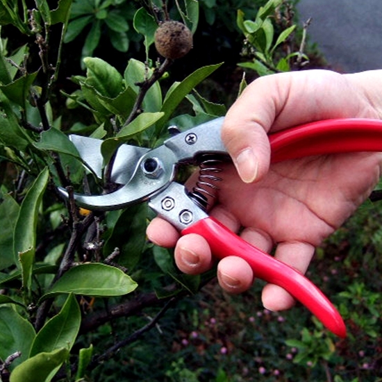Picture of Pruning Shear - 21 x 5 Cm